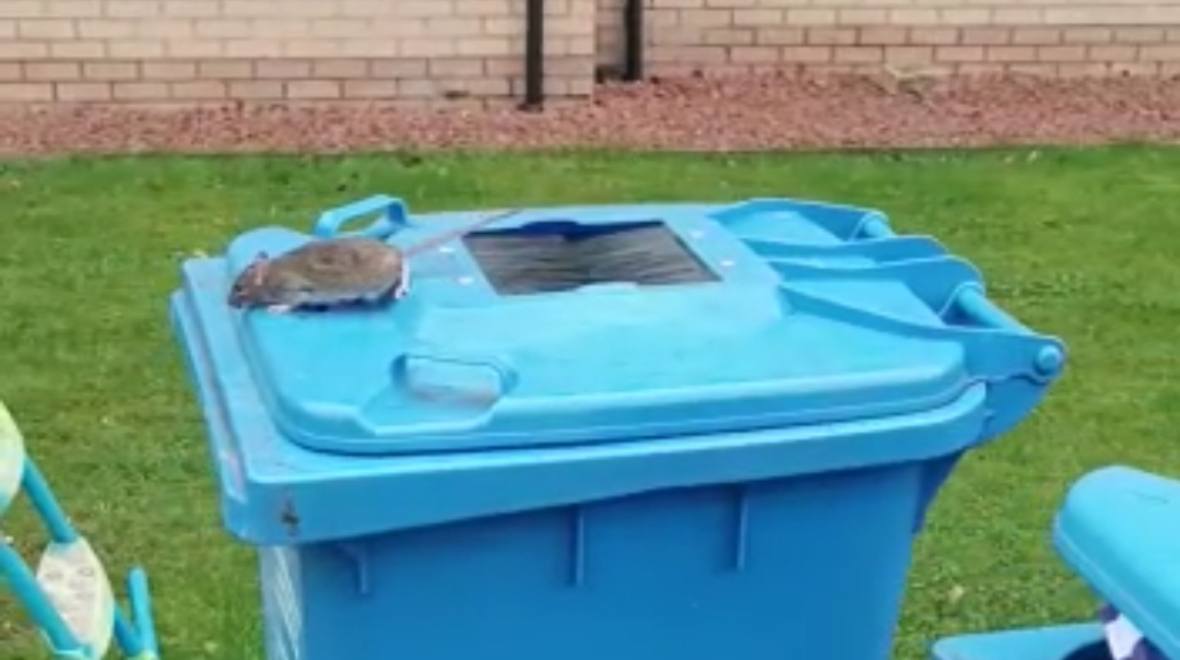 Glasgow bins face rat ‘infestation’ as workers consider downing tools over pests