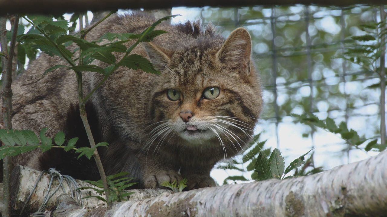 A Scottish wildcat is seen sitting on the branch of a tree