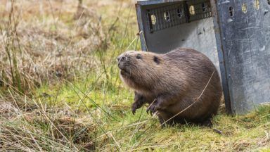 Beaver found shot in face in Perthshire released back into the wild