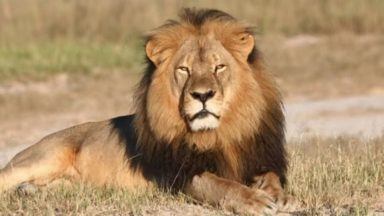 Trophy hunting ban sparked by outrage over death of Cecil the lion passes House of Commons