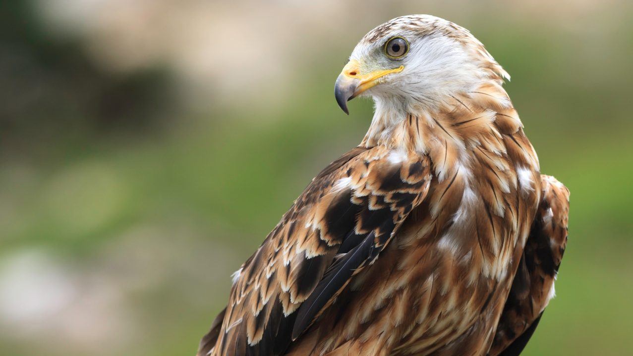 Protected red kite euthanised after being illegally shot on Lochindorb Estate, Grantown-on-Spey