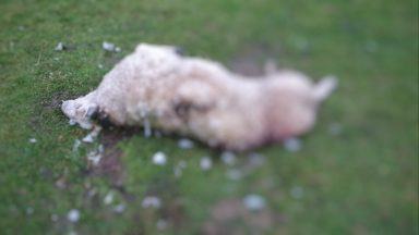 Appeal for witnesses after sheep killed by dog in field in Dalbeattie