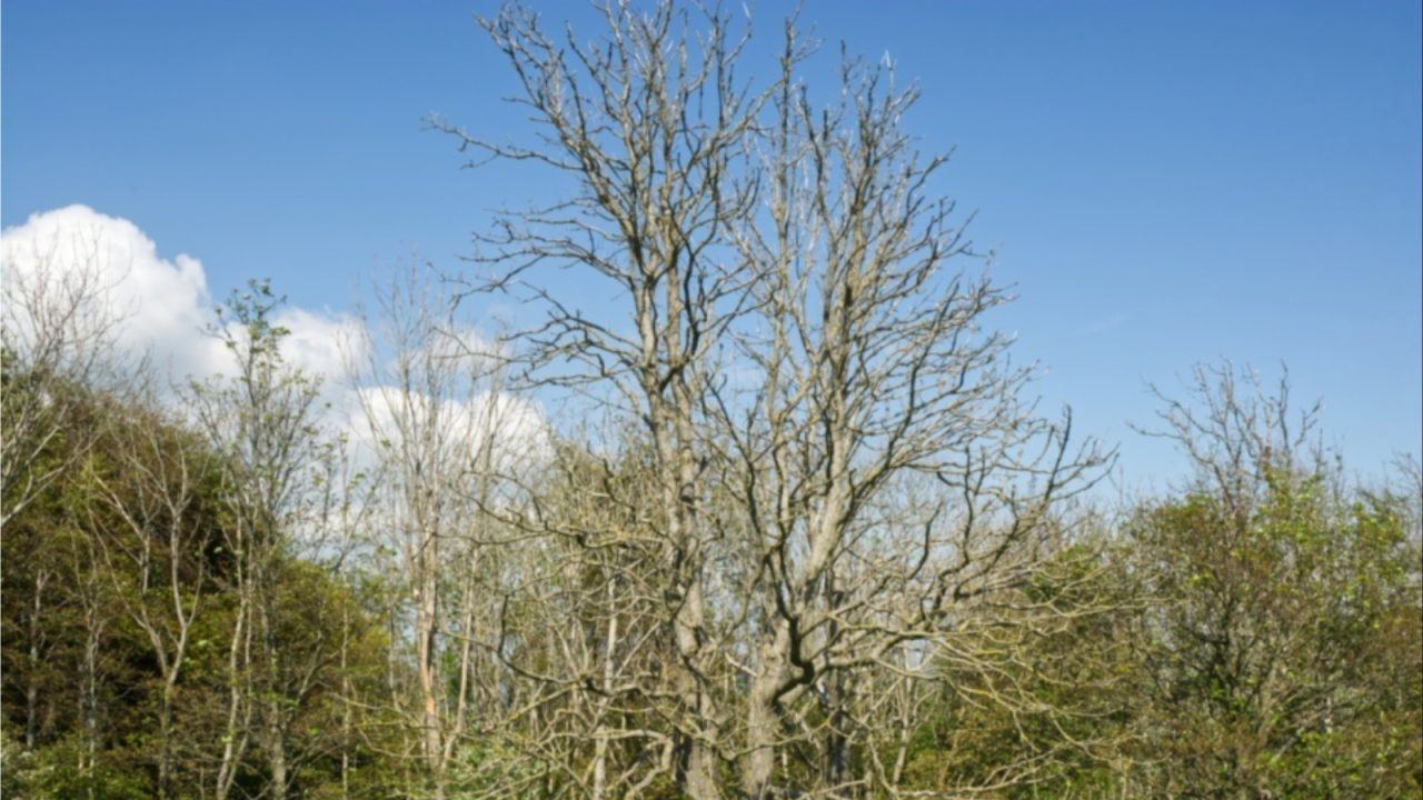 More than 5,000 diseased ash trees facing axe costing £7m in South Ayrshire
