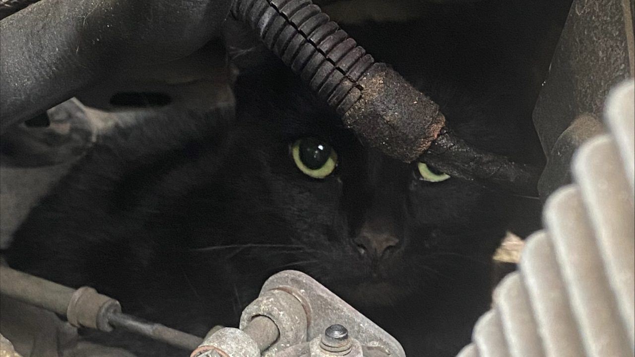 Cat survives five-mile trip under bonnet of car on school run in Kent
