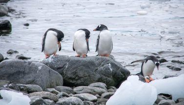 Penguin counter for Antarctic outpost with no wifi or running water wanted
