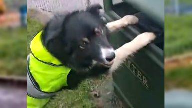 Clever litter-picking Border Collie Trinny helping clean up Clydebank on daily walks