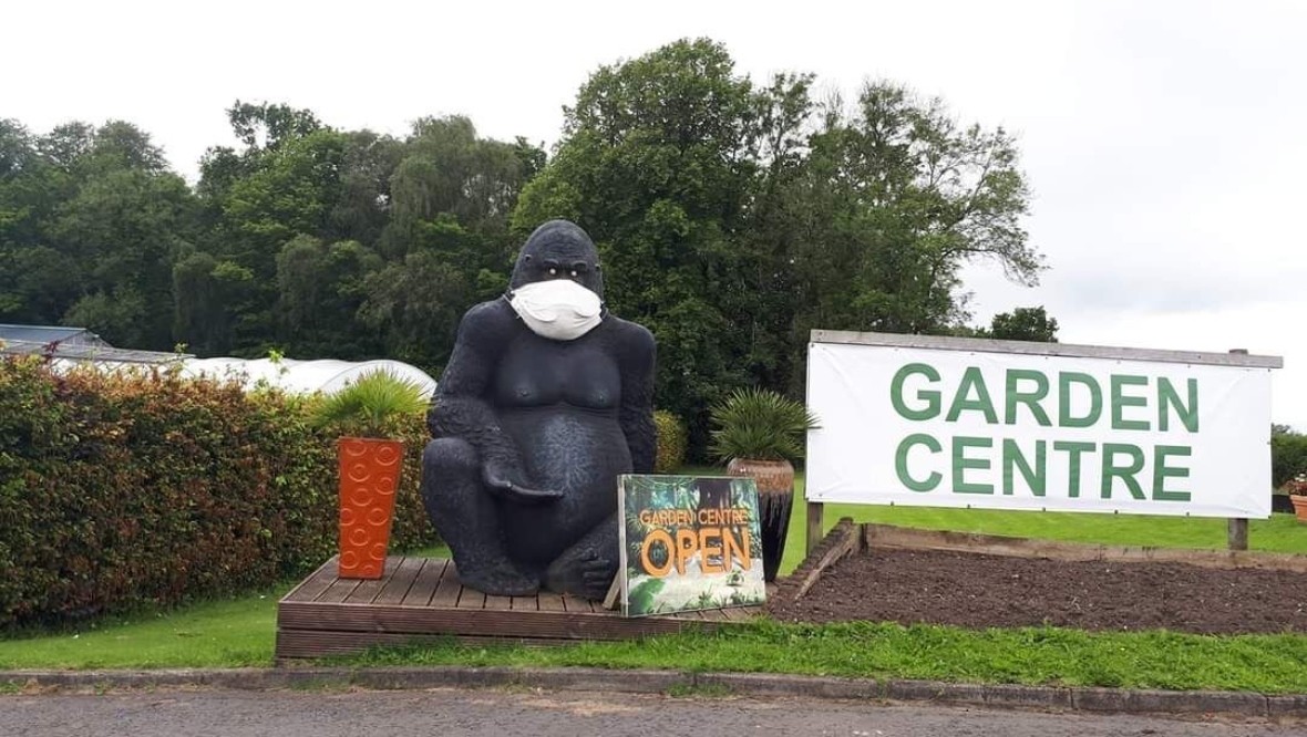 Eight-foot gorilla statue named Gary ‘abducted’ from Reynard Nursery garden centre in Carluke
