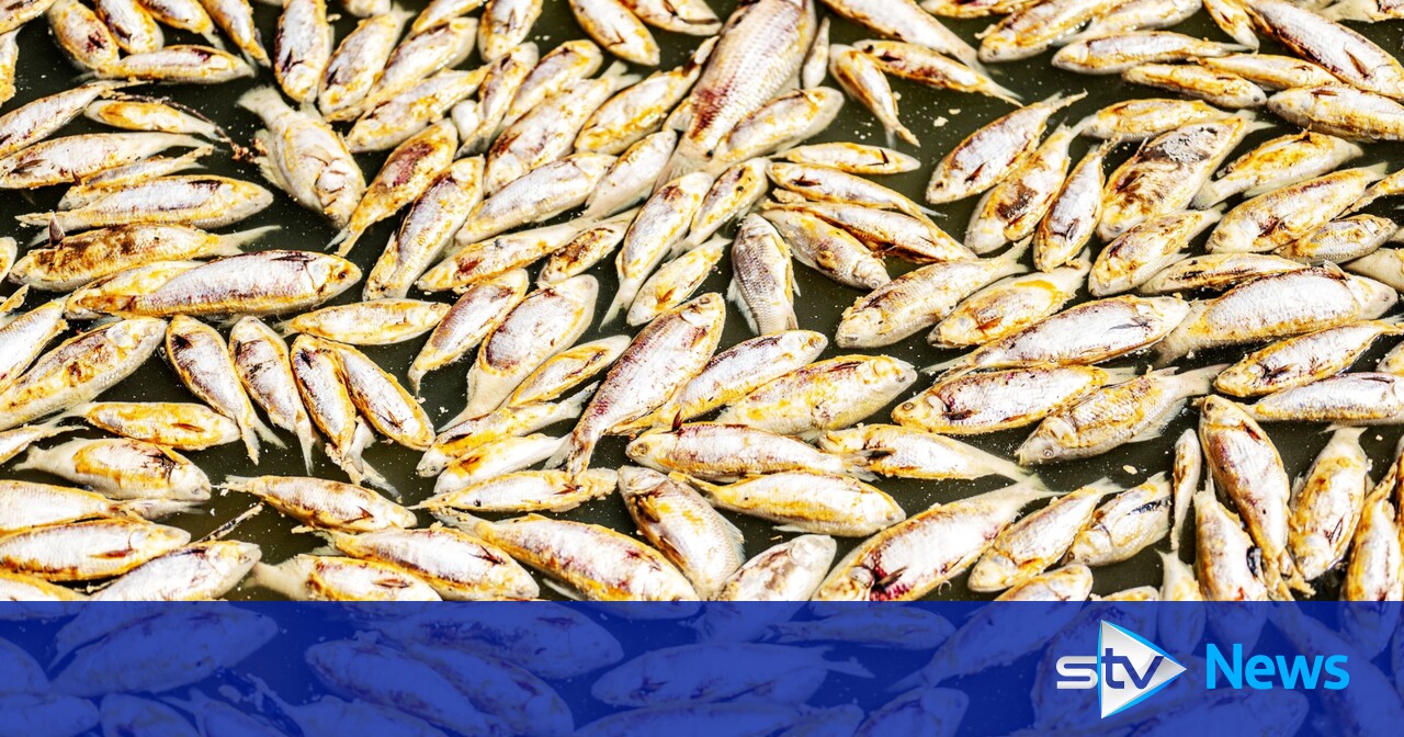 Millions Of Rotting Fish To Be Removed From Australian Outback River 