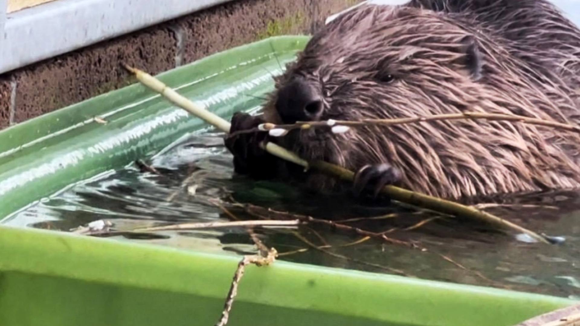 Fig was successfully released back in to the wild at the Argaty Red Kites Centre.