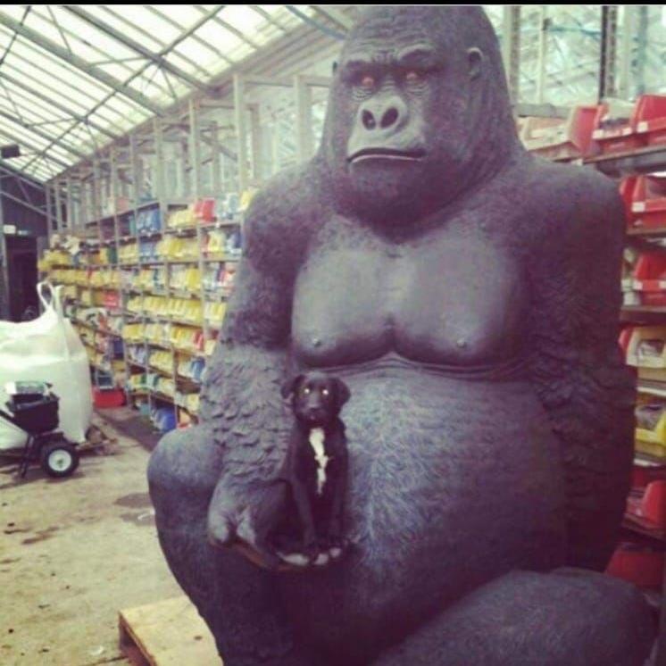 The gorilla was stolen at around midnight on Monday. 