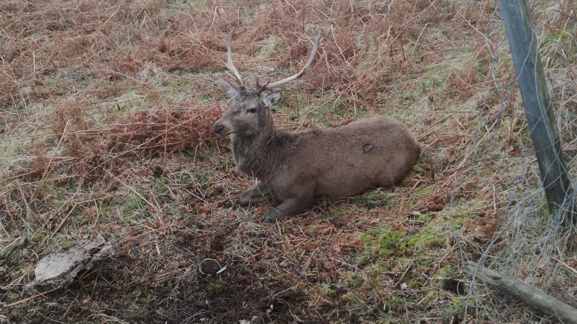 The stag was exhausted after the ordeal but slowly began to eat again.