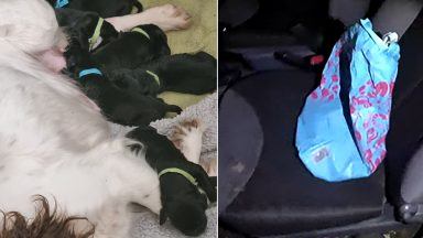 Six newborn puppies ‘moments from death’ found in sealed plastic bag in County Durham