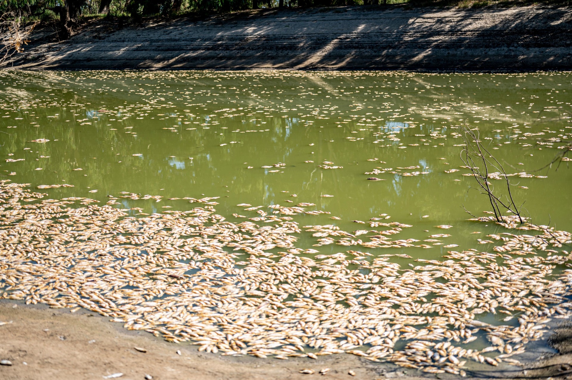 Dead fish float along the Darling River near Menindee in New South Wales.