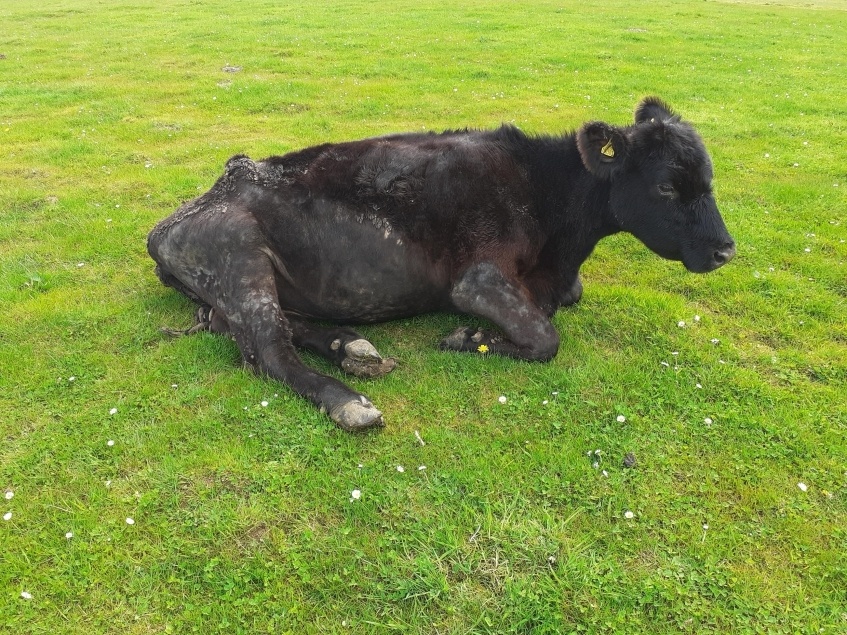 The black cow was lying in the field, and was noted to be lame on her left back leg. 