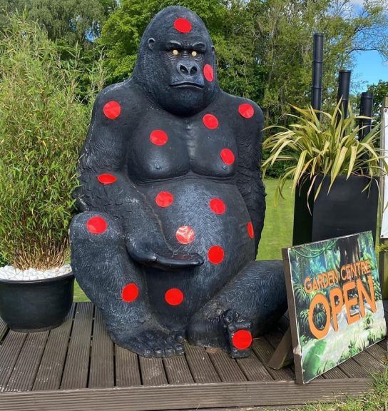 Giant Gary The Gorilla Statue Stolen From Carluke Garden Centre ...