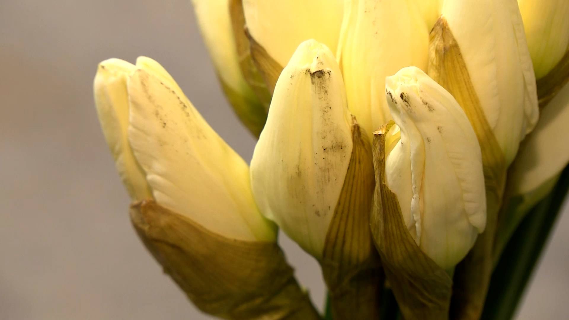 A good percentage of daffodils won't open thanks to the disease caused by long-term cold storage.
