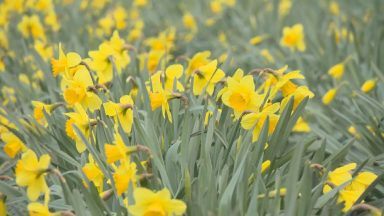 Daffodil famers facing gloomy spring season