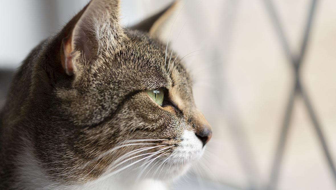 UK Government briefly considered asking people to kill their pet cats during coronavirus pandemic