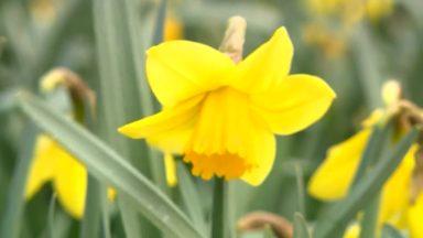 Gloomy season ahead for north east Scotland daffodil growers as sales fall