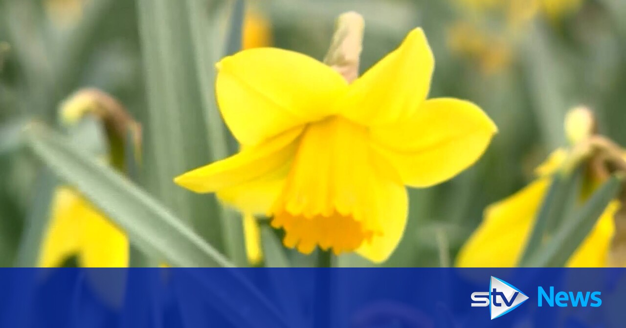 Glasgow City Council to plant one million flower bulbs alongside Great