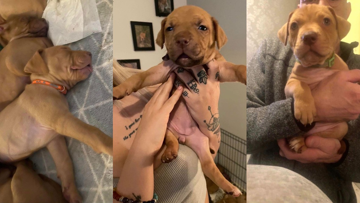 Woman reveals thieves broke into Aberdeen home on Mother’s Day and stole three puppies
