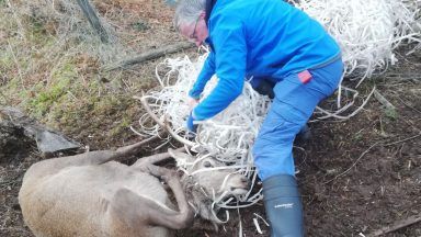 Stag rescued by dog walker after becoming tangled in plastic strapping in Sandaig, Knoydart