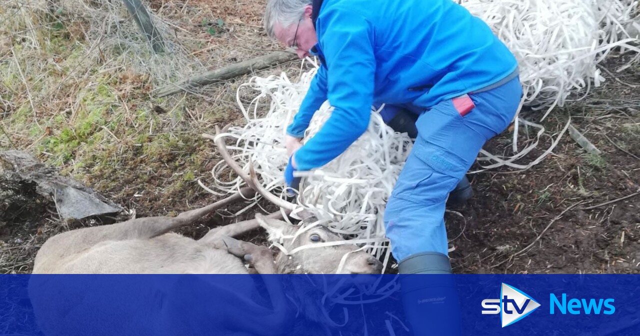 Stags on Rum found tangled in discarded fishing gear