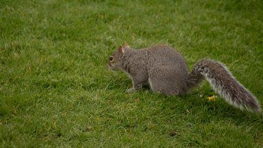 Public urged to report sightings of grey squirrels in northern Angus in bid to save red species