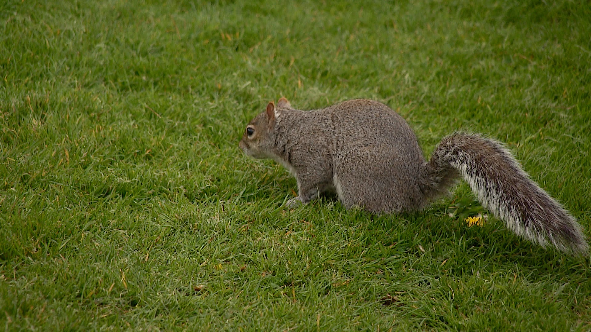 Conservationists are encouraging the public to report sightings.