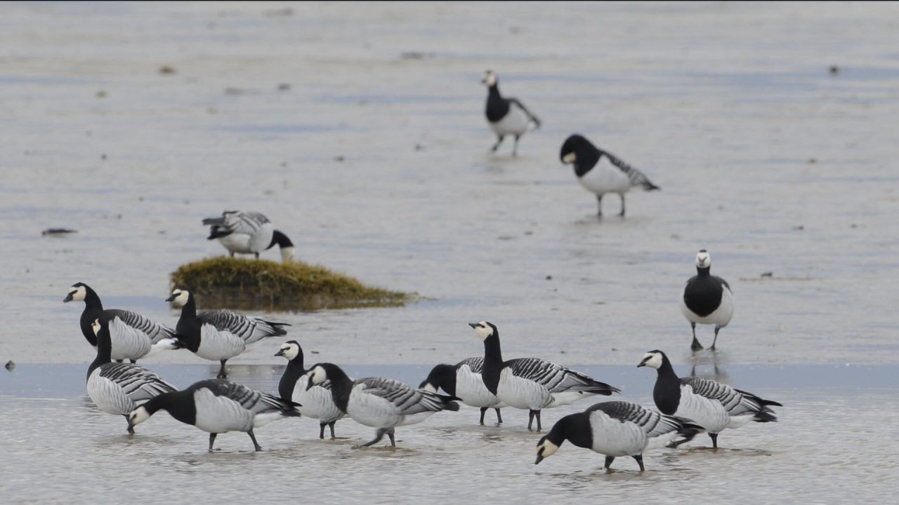 Public urged not to bury dead bird carcasses washing up on Aberdeenshire beaches