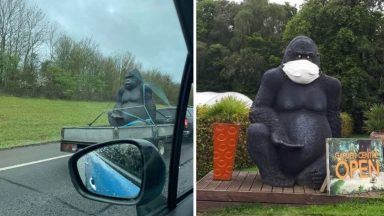 Giant Gary the gorilla statue stolen from Carluke garden centre ‘spotted’ 300 miles away in England