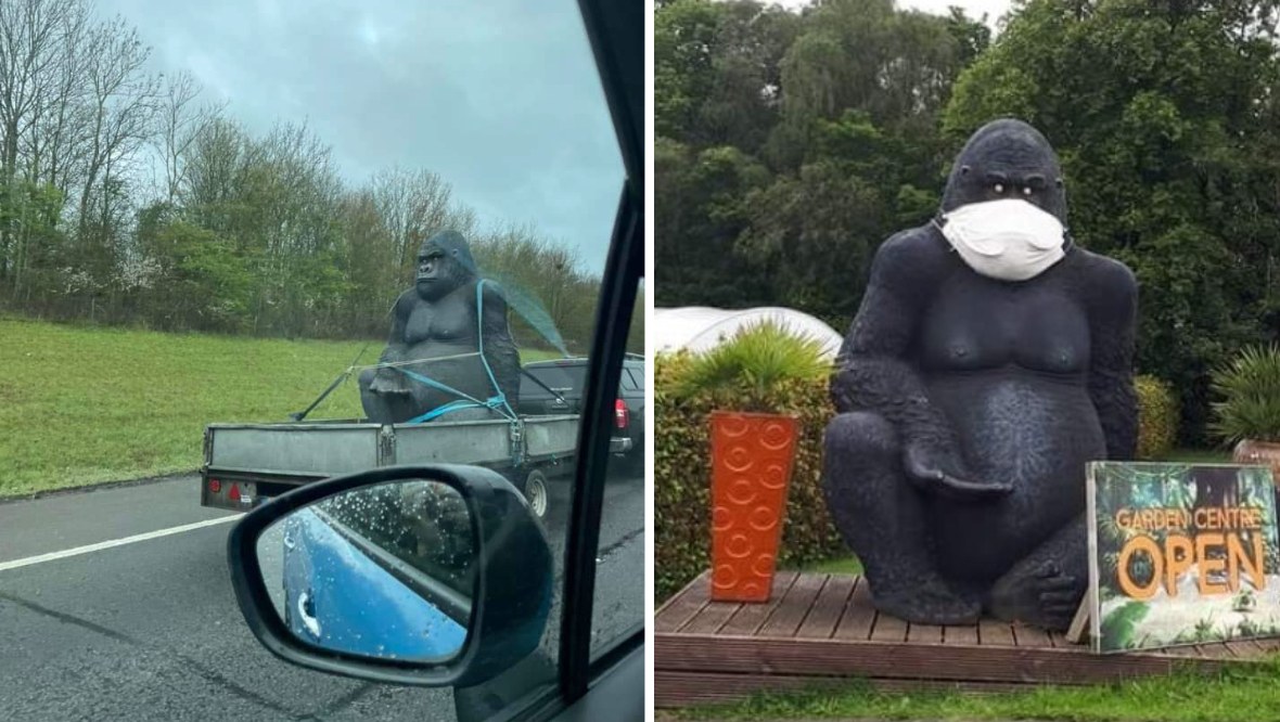 Police investigating after stolen giant gorilla from Carluke ‘spotted’ on M25 and M40 motorways near Warwick
