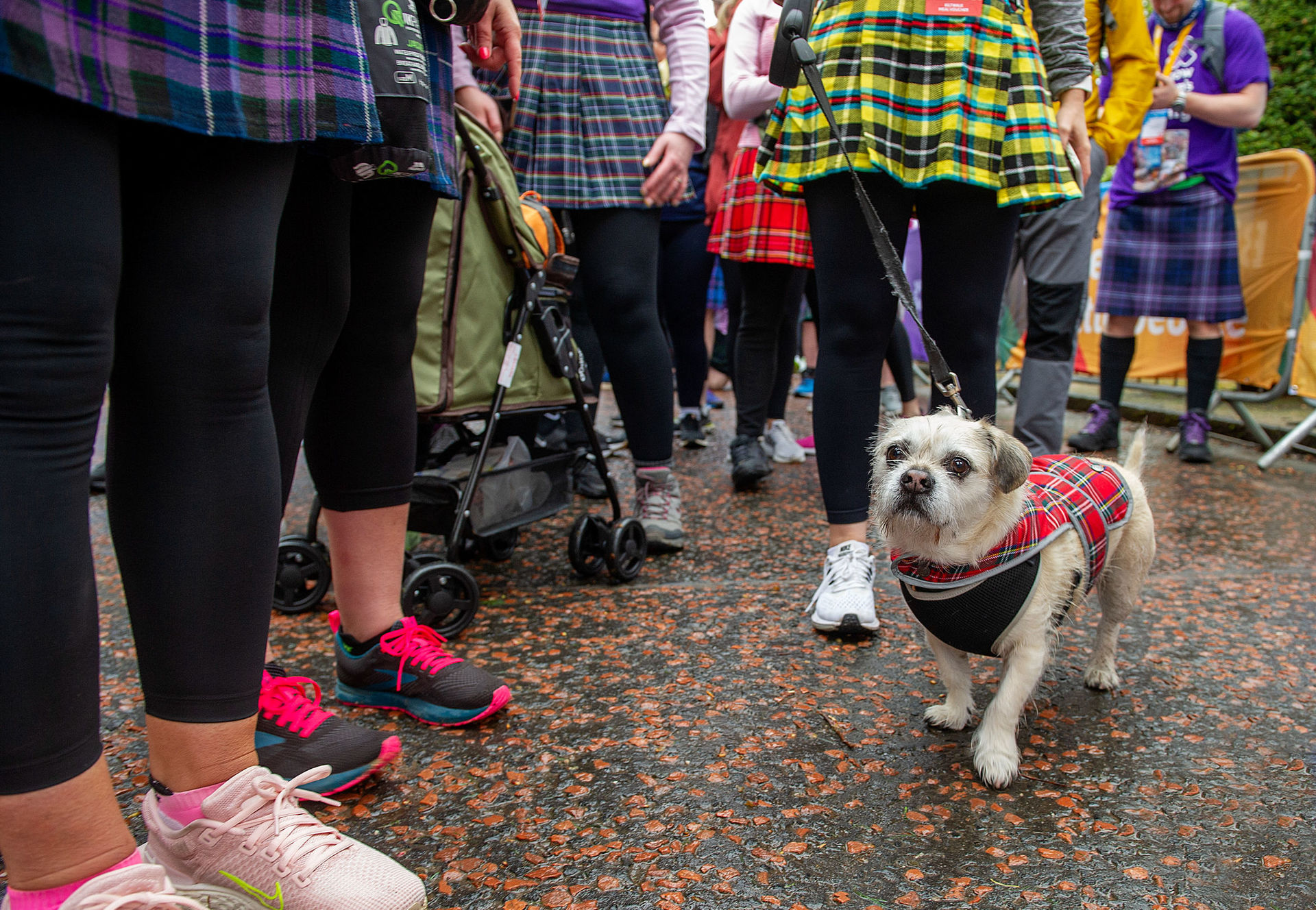  Some walkers were joined by their four-legged friends.