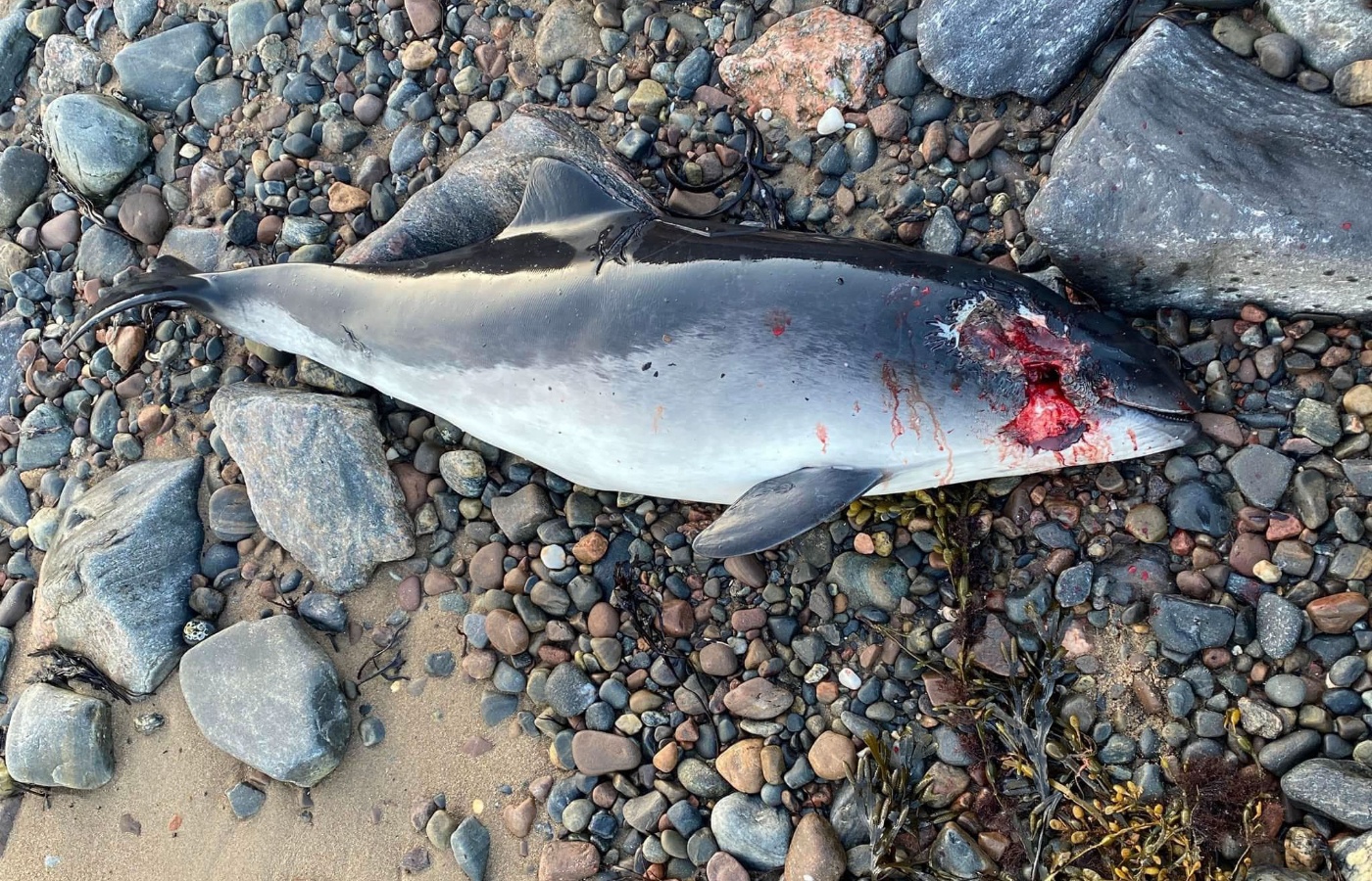 The dead harbour porpoise was discovered on Ardersier beach on Wednesday morning. 