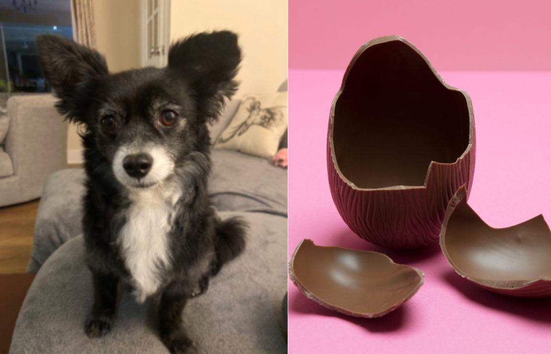 Chihuahua in Glasgow Vets Now clinic after eating Easter egg ‘virtually his own size’