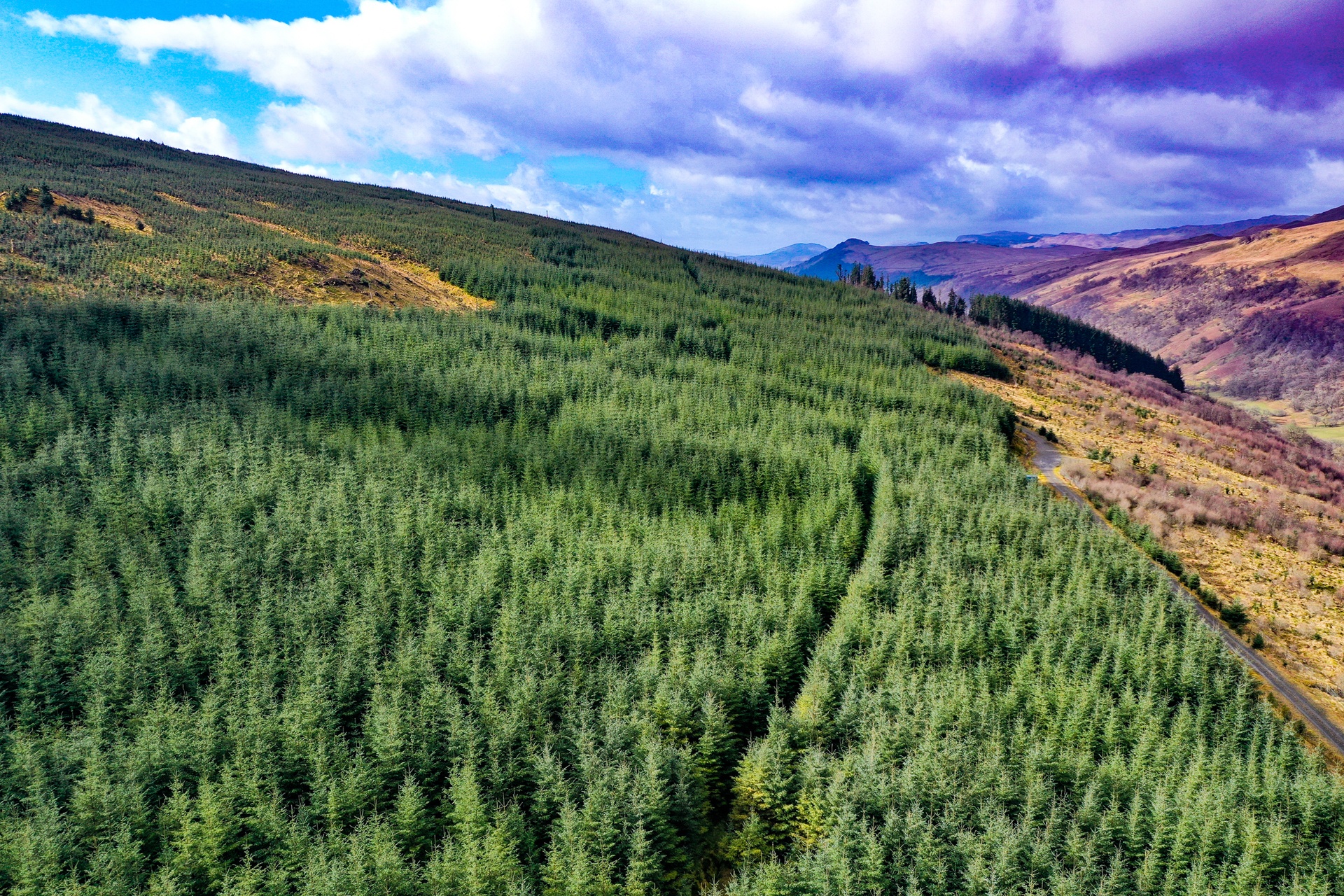 The forest has undergone systematic felling and restocking, which began in 2010, forestry agents Goldcrest said.