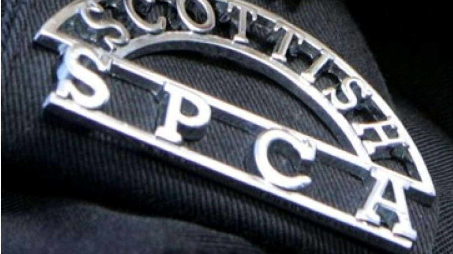 Investigation launched after dead puppies found in Dundee home STV News