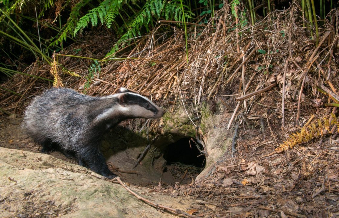 Man charged following damage to protected badger sett in Perth and Kinross