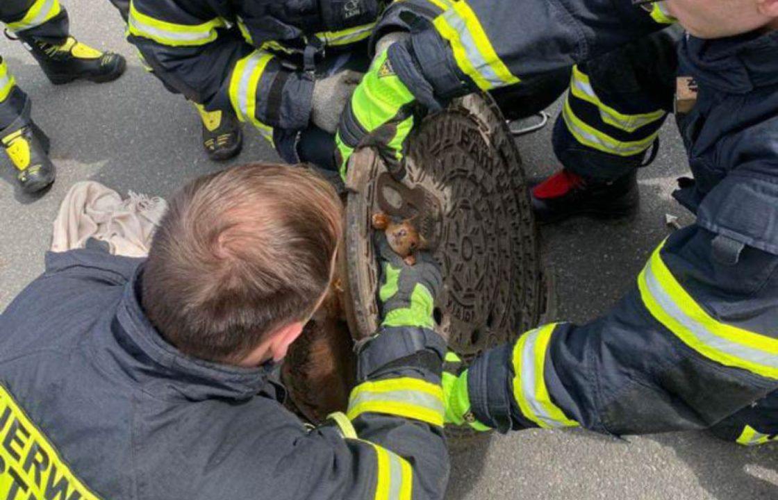 ‘Uncooperative’ squirrel stuck in manhole cover freed by German firefighters