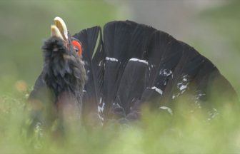 RSPB, Police Scotland and Cairngorms National Park Authority urge people to leave endangered capercaillie alone