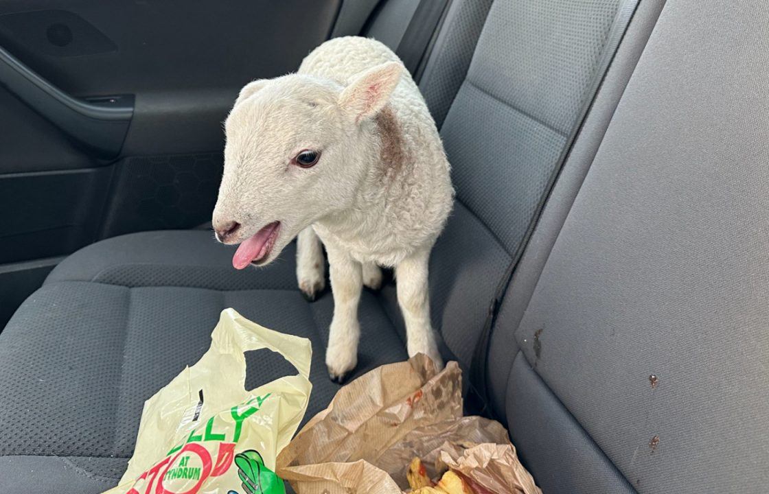 Lamb rescued from car after police seize £10k of drugs and arrest driver on M74 in Glasgow