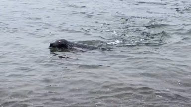 Shetland: Rescued seal pup returns to sea after being nursed back to health by Hillswick Wildlife Sanctuary