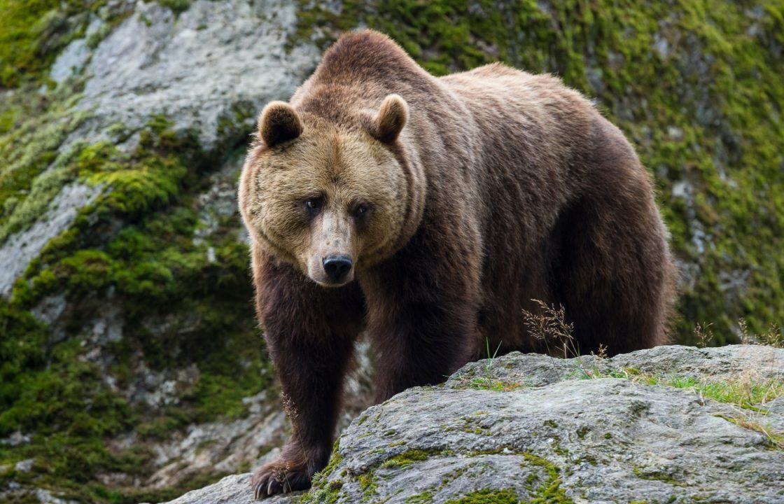 Brown bear captured after jogger mauled to death in Italian Alps, in region of Trentino-Alto Adige