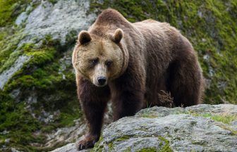 Brown bear captured after jogger mauled to death in Italian Alps, in region of Trentino-Alto Adige