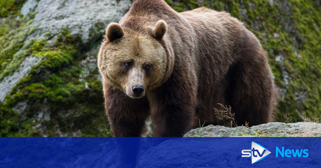 Biggest bear in almost 200 years wanders around German Alps