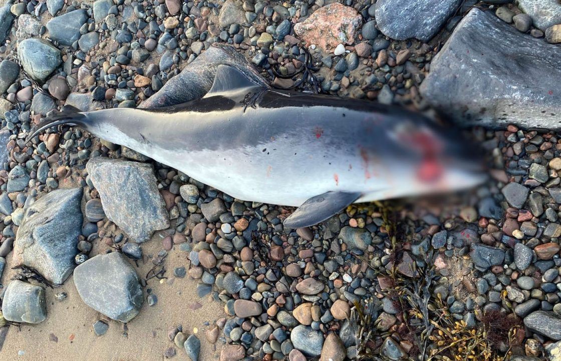 Porpoise believed to have been killed by dolphins found at Moray Firth beauty spot Ardersier beach