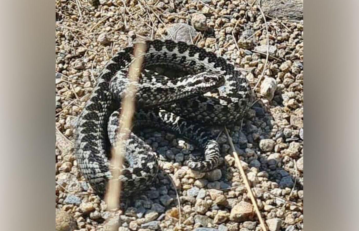 The adder on the trail in Glen Rosa in Arran.