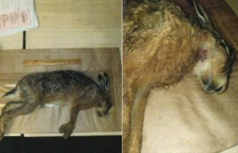 Two Aberdeenshire men who used dogs to cruelly hunt wild hares given unpaid work