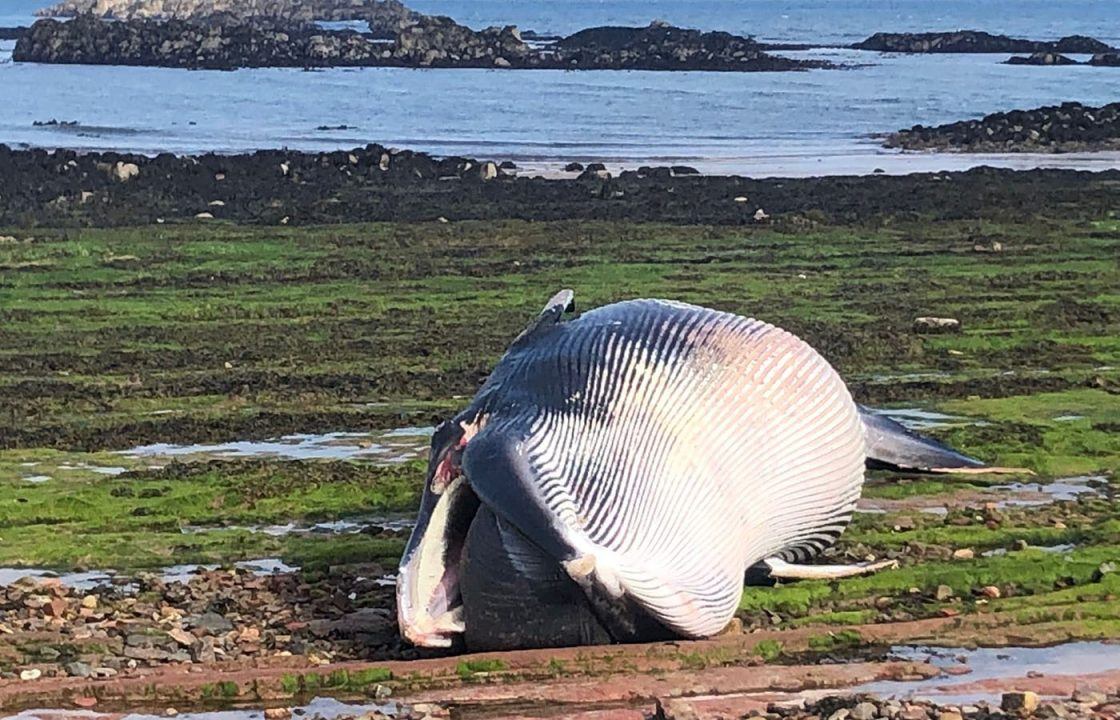 Dead minke whale that washed ashore near North Berwick harbour removed from beach