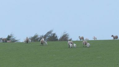 Dog owners urged to keep pets under control as lambs killed